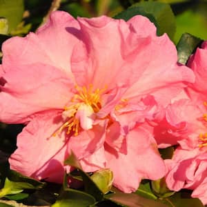 2 Gal. Jessicas Ruffles Camellia(sasanqua) - Evergreen Shrub with Pink Semi-Double Blooms