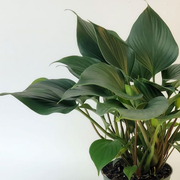 national PLANT NETWORK 6 in. Homalomena Emerald Gem Plant in