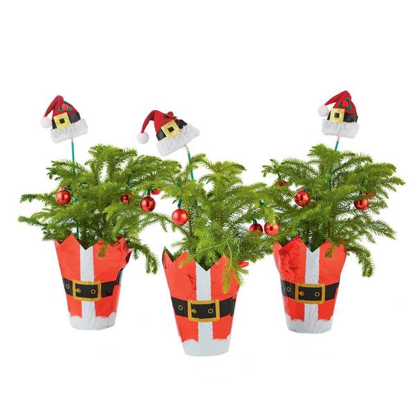 Costa Farms Fresh Norfolk Island Pine In 4 In Grower Pot With Christmas Wrap And Topper 3 Pack 4norfolkpine3pk The Home Depot