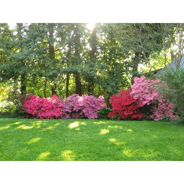 1 Gal. National Beauty Azalea Live Flowering Evergreen Shrub, Pink Flowers