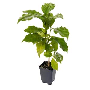 3 in. Pot Dwarf Pacas Coffee Plant (Coffea), Potted Tropical Plant with White Flowers Turning to Black Fruit (1-Pack)