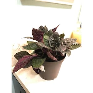 Purple Waffle Plant - Live Plant in a 4 in. Pot - Hemigraphis Alternata - Rare and Elegant Indoor Houseplant