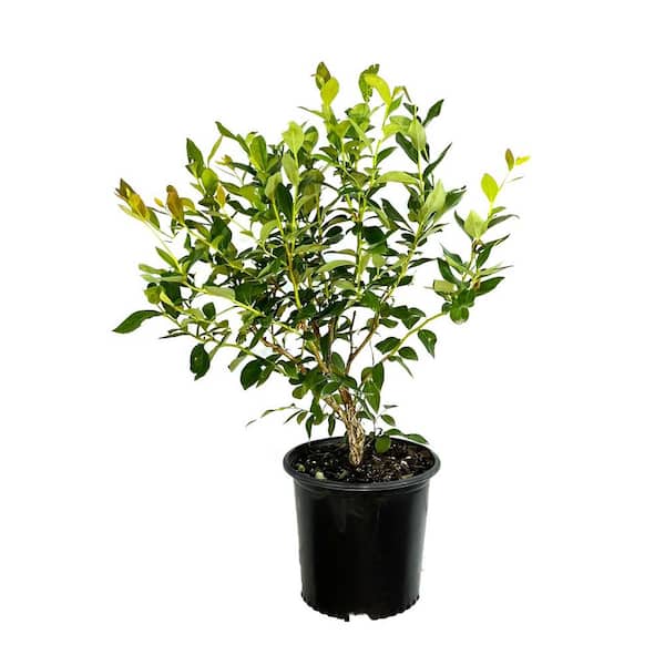 Unbranded 2.25 Gal. Duke Blueberry Live Plant with Large, Crisp Berries