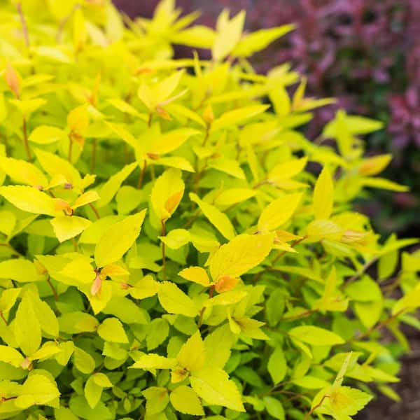 Spring Hill Nurseries 4 in. Pot Goldmound Spirea, Live Potted Deciduous ...