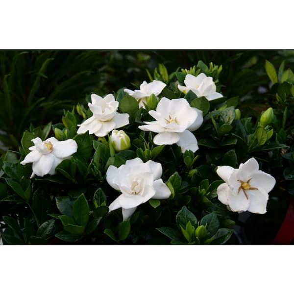 Proven Winners 1 Gal. Steady as She Goes Gardenia (Gardenia Jasminoides Prince Charles) Live Flowering Shrub with White Flowers