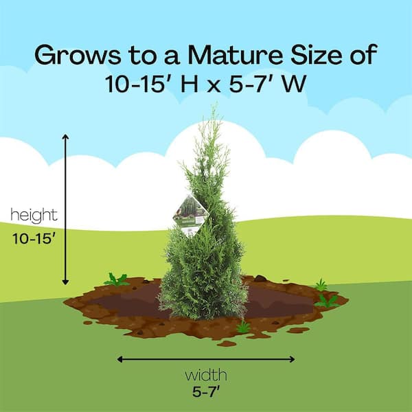 PROVEN WINNERS 2 Gal. Arborvitae North Pole Evergreen Shrub in Decorative Container