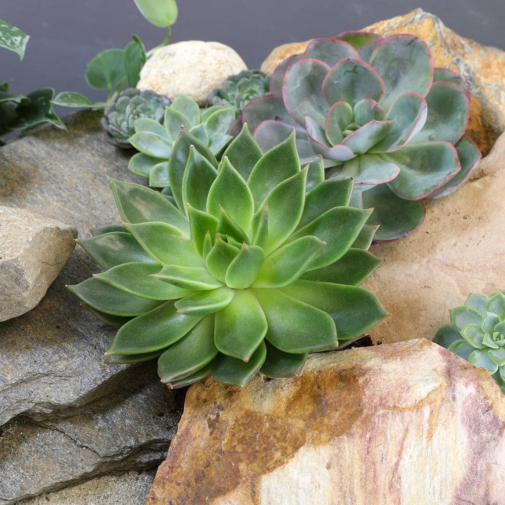 Large Assorted Echeveria Succulent 4-Pack in Black Pots