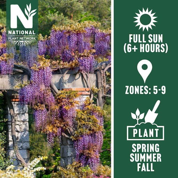 national PLANT NETWORK 2.5 Qt. Black Dragon Wisteria Plant with