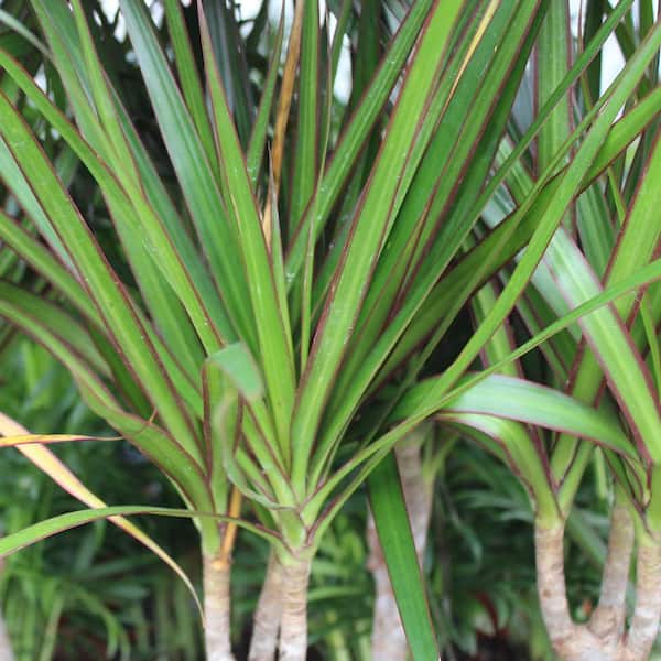 efeutute pothos Gefleckte Efeutute | Scindapus pictus main image 0