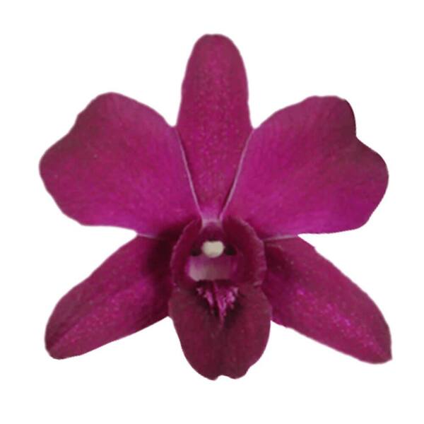 Silk Ribbon, Orchid 334