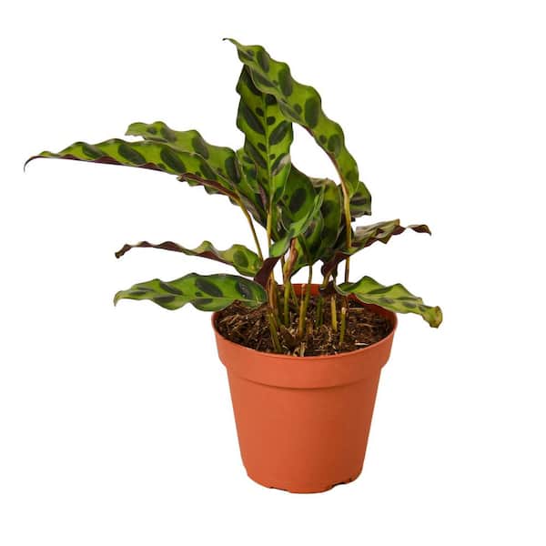 PPC INTERNATIONAL LLC Rattlesnake Calathea Lancifolia Plant in 4 in. Grower Pot