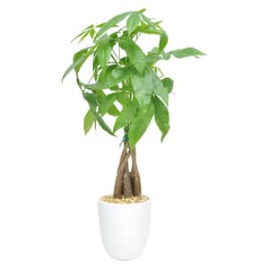5 in. Money Tree Braid Plant in White Decor Pot
