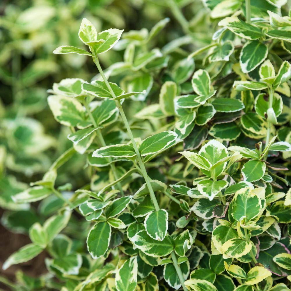 DIRECT GARDENING 3 Gal. Pot, Emerald Gaiety Euonymus, Potted