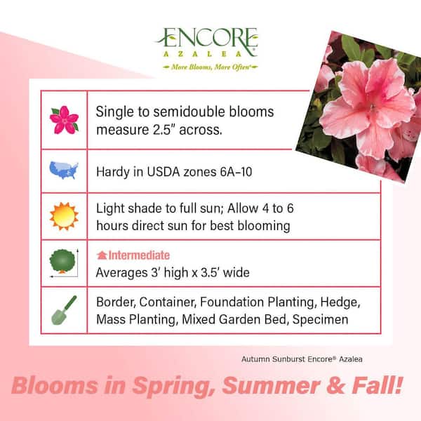 2 Gal. Autumn Sunburst Azalea Shrub with Reblooming Coral-Pink and White Flowers - Low-Maintenance Evergreen Plant