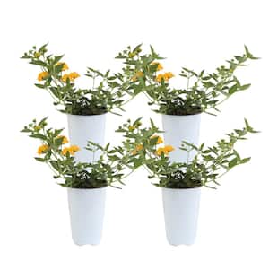 Yellow Lantana Outdoor Flowers in 1 Qt. Grower Pot, Avg. Shipping Height 10 in. Tall (4-Pack)
