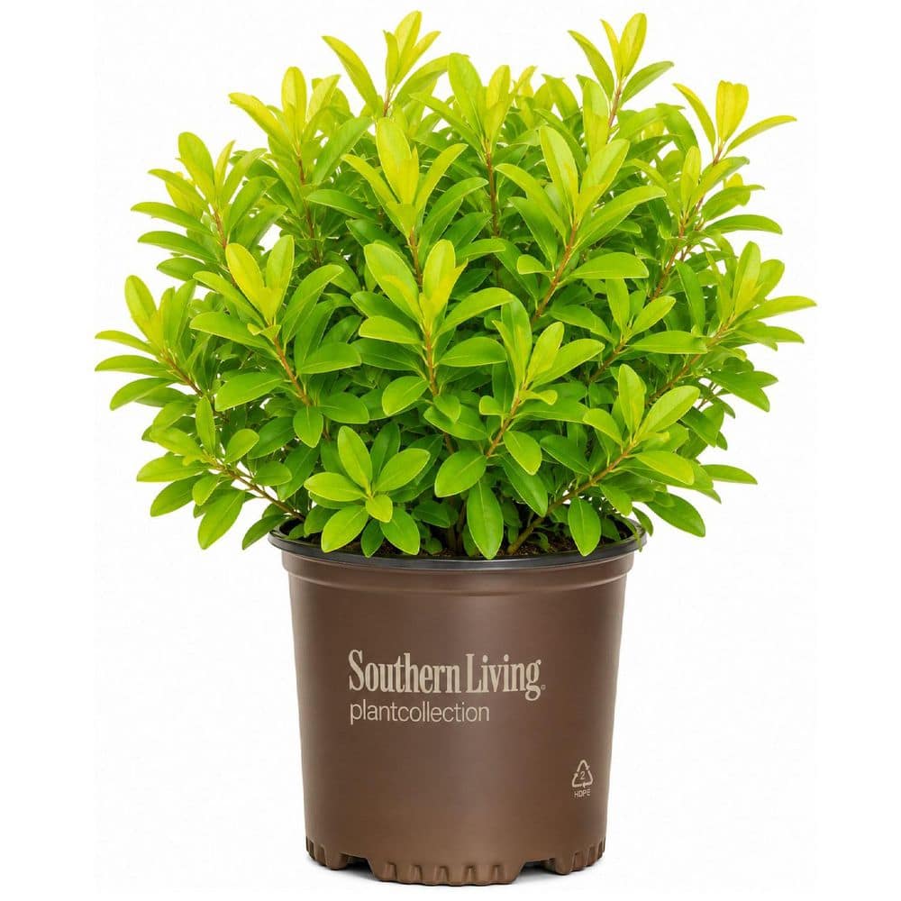 SOUTHERN LIVING 2 Gal. Florida Sunshine Anise (Illicium) Shrub