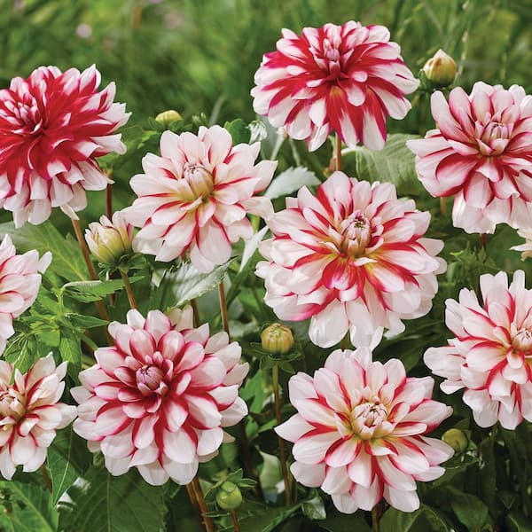 VAN ZYVERDEN Dahlias Short Track Bulbs (Set of 3)