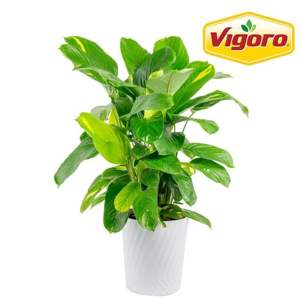 10in Calathea Assortment Foliage in a Deco Pot