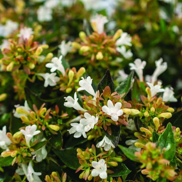 national PLANT NETWORK 3 Gal. Abelia Apple Perfection Shrub with White Flowers