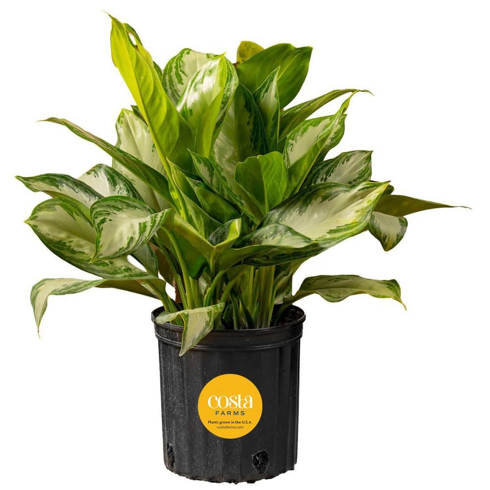 Costa Farms Silver Bay Aglaonema Chinese Evergreen in 9.25-Inch Grower Pot