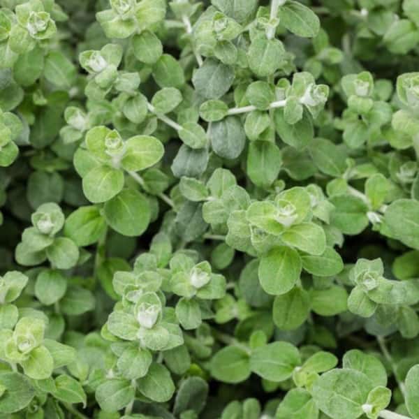 4.25 in. Eco+ Grande Petite Licorice Plant (Helichrysum Petiolare) Live Annual Plant with Silver Green Foliage 4-Pack