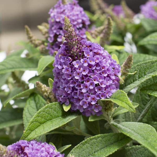 national PLANT NETWORK 4 in. Buddleia Dapper Lavender Shrub with Purple Flowers (3-Pack)
