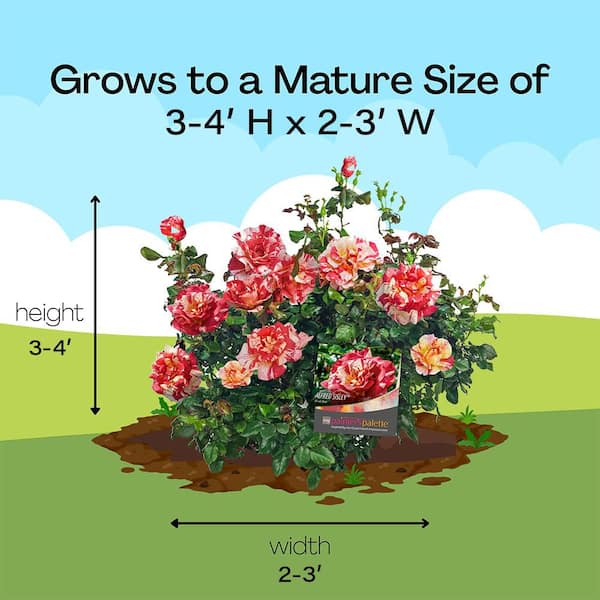 Vigoro 2 Gal. Alfred Sisley Rose Plant with Salmon Orange Blooms