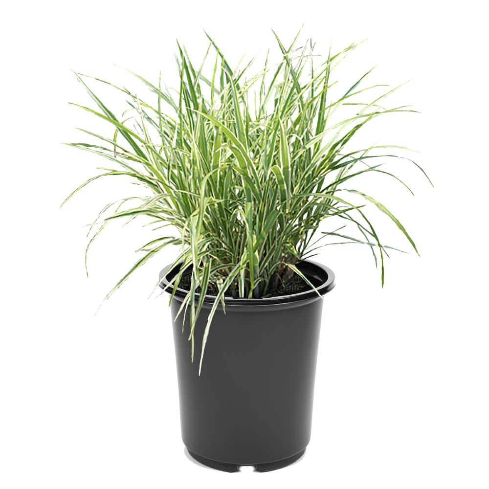 2.5 qt. Perennial Grass Miscanthus Sinensis Cosmopolitan (1-Pack)