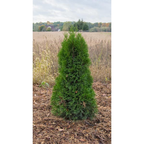 Emerald Green Arborvitae (Thuja occidentalis 'Smaragd')