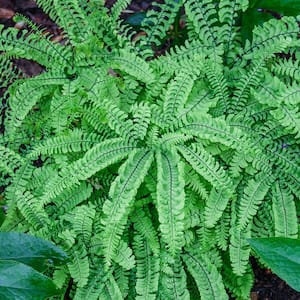 Maidenhair Fern Live Bareroot Perennial (5-Pack)