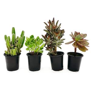 3.5 in. Assorted Succulent Plants Growers Choice (4-Pack)