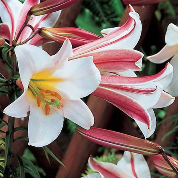 Breck's Trumpet Lily Regale Bulbs (5-Pack)