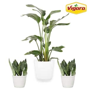 10 in. White Bird of Paradise and (2) 6 in. Sansevieria Snake Plant in White Decor Planter, (3 Pack)
