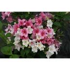 1 Gal. Czechmark Trilogy (Weigela) Live Shrub, White, Pink, and Red Flowers