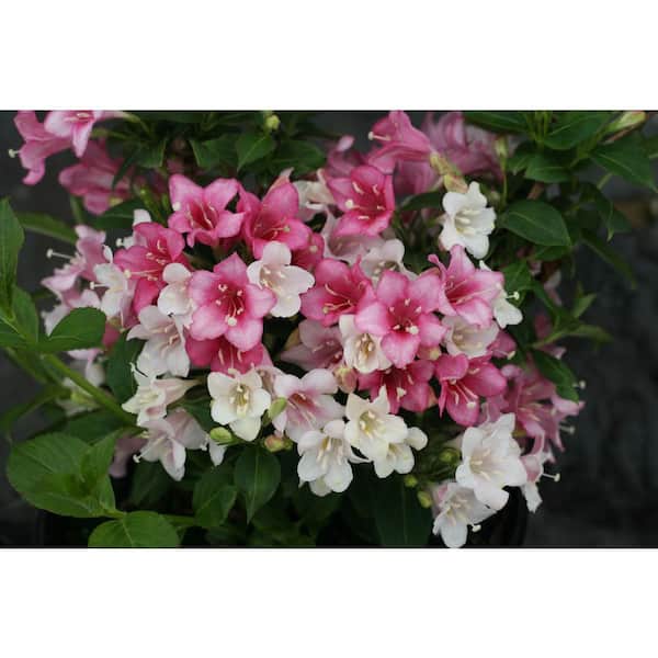 PROVEN WINNERS 4.5 in. Qt. Czechmark Trilogy (Weigela) Live Shrub, White, Pink, and Red Flowers