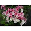 PROVEN WINNERS 1 Gal. Czechmark Trilogy (Weigela) Live Shrub, White ...