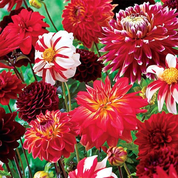 Breck's Fire and Ice Dahlia Mix Bulbs (5-Pack)