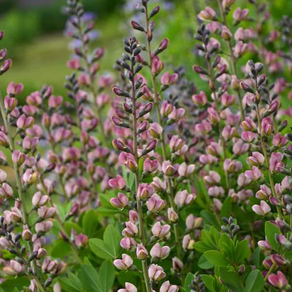 PROVEN WINNERS 1 Gallon, Decadence Deluxe Pink Truffles False Indigo (Baptisia), Live Plant, Pink Flowers 1 Pack