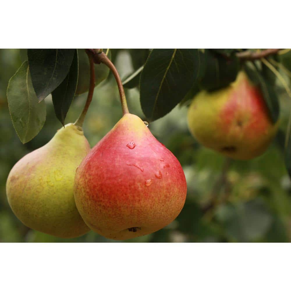 Fresh pears in male hands. Juicy flavorful pears in box, basket