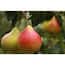 https://images.thdstatic.com/productImages/f43d390e-e50f-48d0-99bc-2c9fcc420b7c/svn/online-orchards-fruit-trees-ftpr002-64_65.jpg