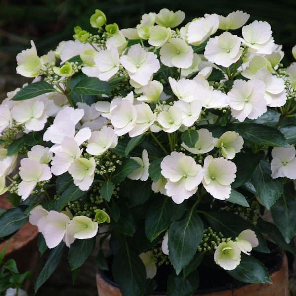 https://images.thdstatic.com/productImages/f43ed86a-9bc3-4621-a2cc-cb7be92e97c5/svn/proven-winners-hydrangeas-17517-c3_600.jpg