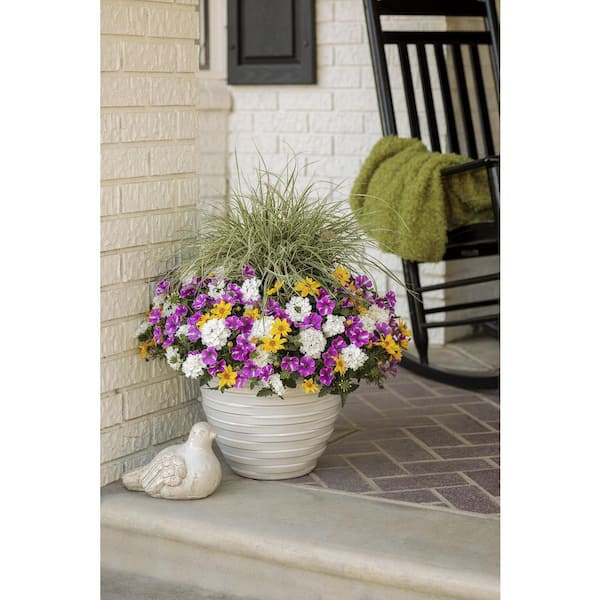 PROVEN WINNERS 4.25 in. Eco+Grande Supertunia Raspberry Rush
