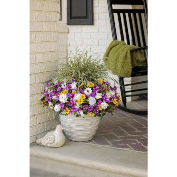 PROVEN WINNERS 4.25 in. Eco+Grande Supertunia Raspberry Rush