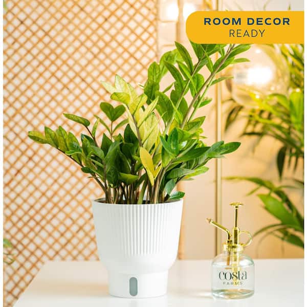 Trending Tropical Chameleon ZZ Indoor Plant in 6 in. Self-Watering Pot