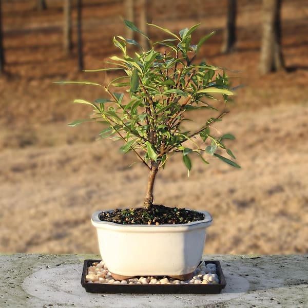 Brussel's Live Gardenia Outdoor Bonsai Tree - 4 Years Old; 6" to 8" tall