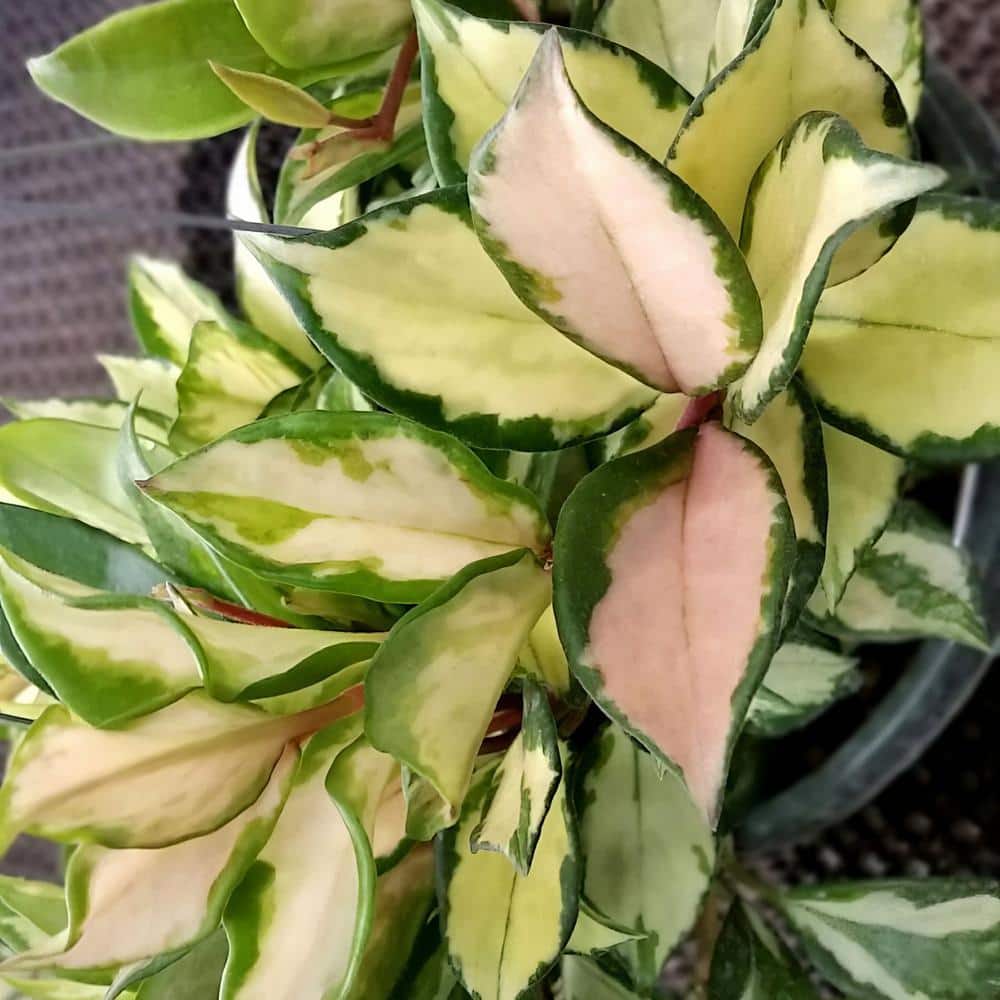 Cream Ceramic 10" Indoor Hoya Carnosa Planter