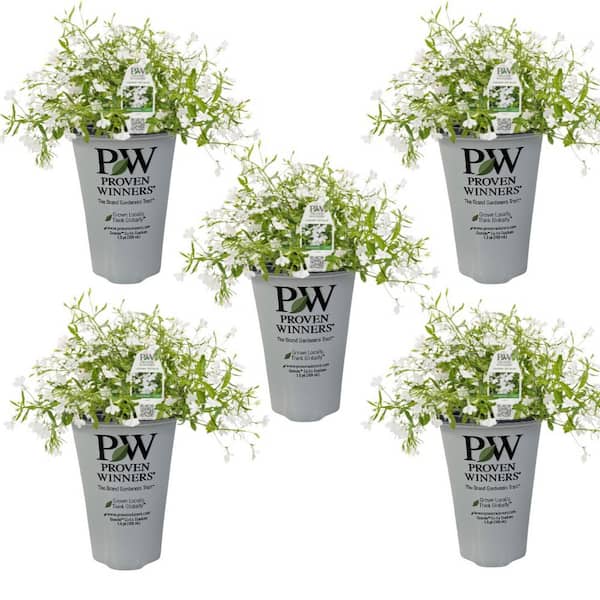 PROVEN WINNERS 1.5 Pt. qt. Lobelia Annual Plant with White Flowers (5-Pack)