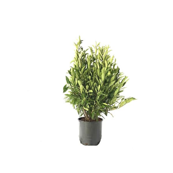 Fusion Laurel English 'Schipkaensis' Wh #7