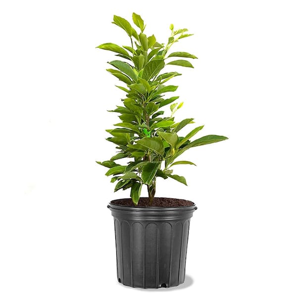 #5 Pot Pink Flowering Alexandrina Japanese Magnolia Tree