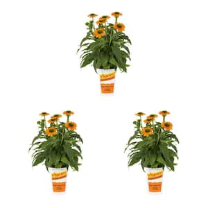 2 Qt. Artisan Soft Orange Cone Flower Echinacea Perennial Plant (3-Pack)